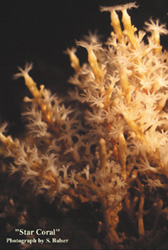 Star Coral
