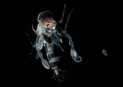 Phronima photo taken by Laura Bagge.jpg