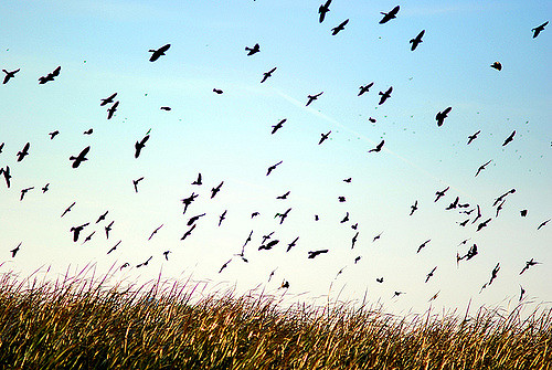  Photo by James Jordan/CC-BY ND