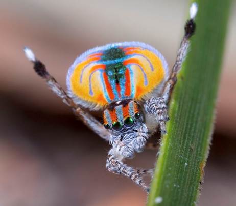 File:MalePeacockSpider.jpg