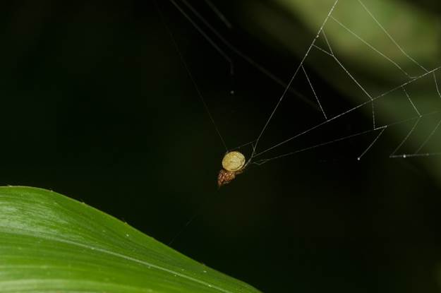 A picture containing green
Description automatically generated